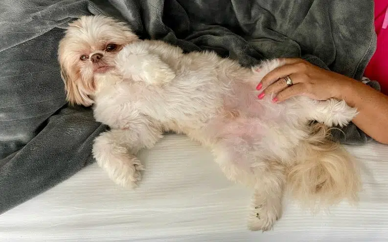 White dog happily showing his belly, inviting affection and playfulness.