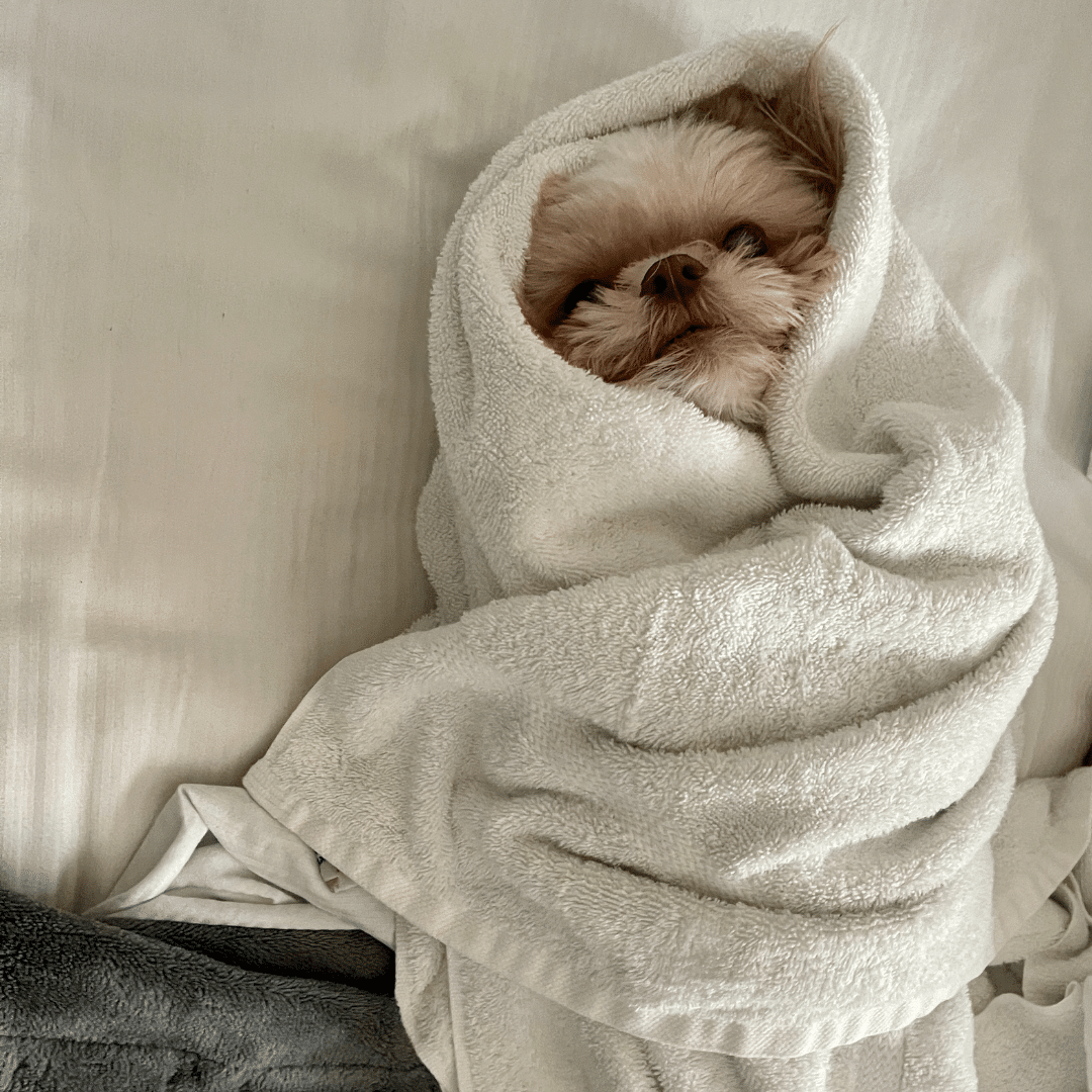 Wagging Blinds & Remote Dogs: Tampa Edition