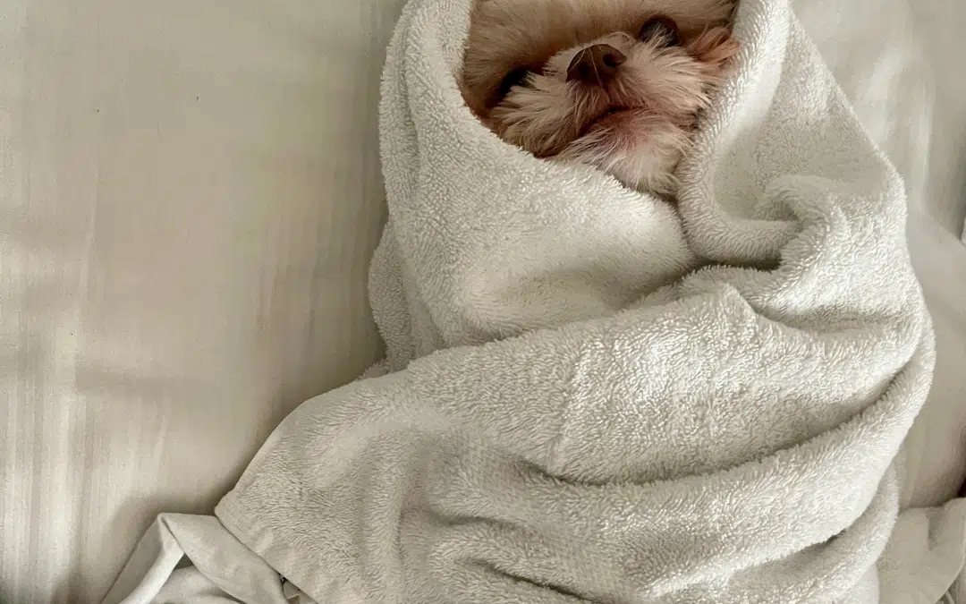Wagging Blinds & Remote Dogs