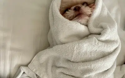 Wagging Blinds & Remote Dogs