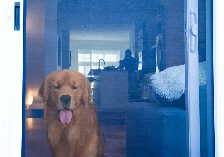 Dog looking out of screendoor